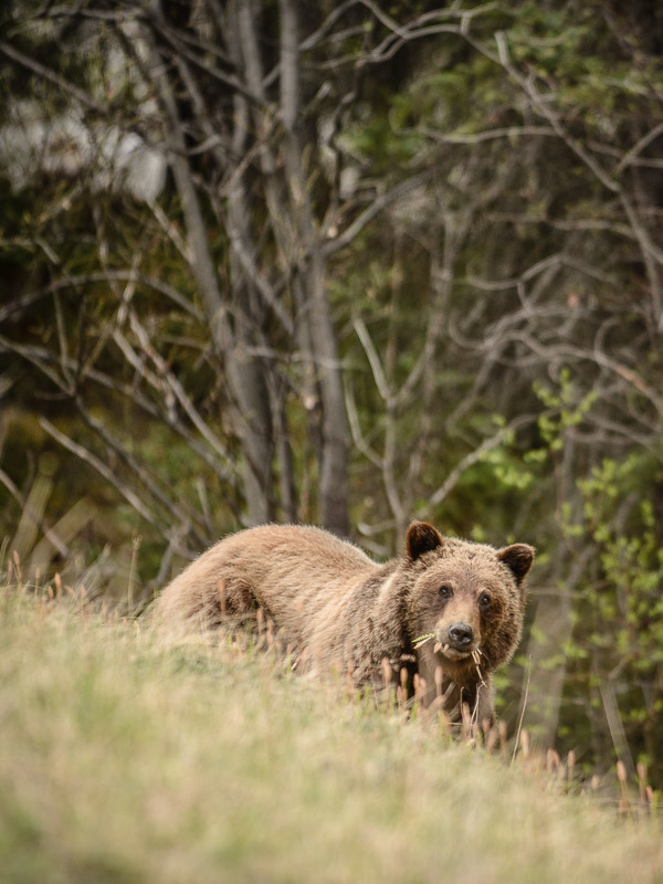 Grizzly Bears are fun to see during summer in jasper