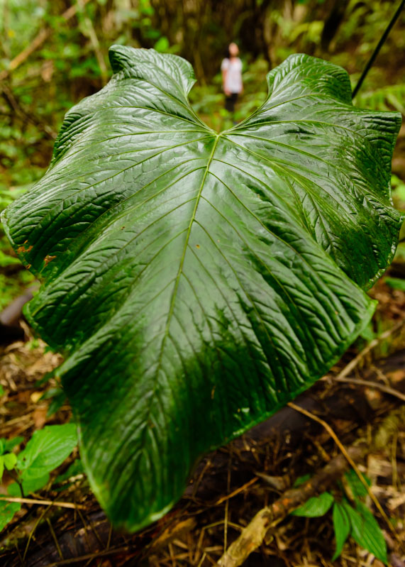 a huge leaf in the Pacoche Reserve cloud forest