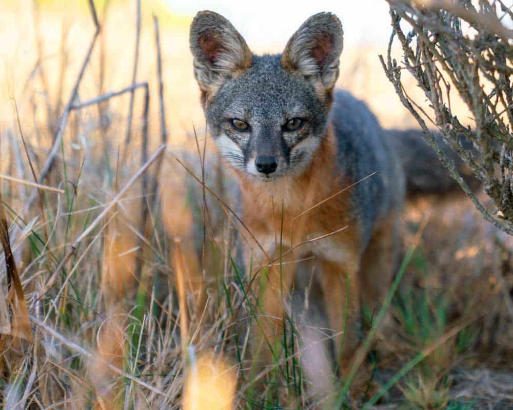 The island fox, as I highlighted in my santa rosa island travel guide, is an endemic species that is thriving