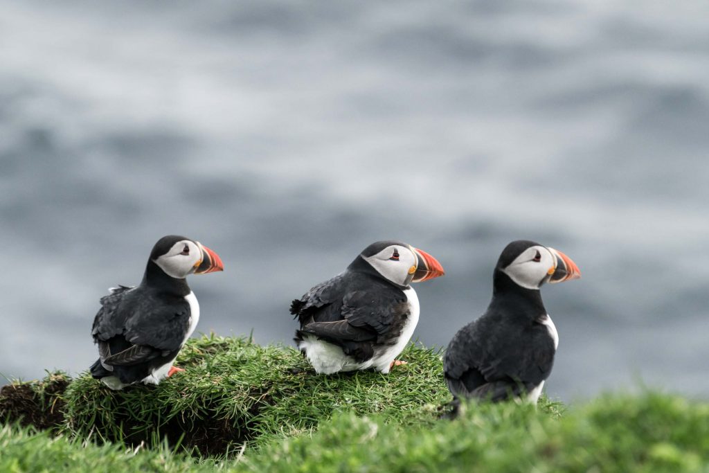Three atlantic puffins rest on the Mykines Islands sea cliffs in the Faroe Islands. These migrating birds nest on the island each spring, normally arriving in early May.