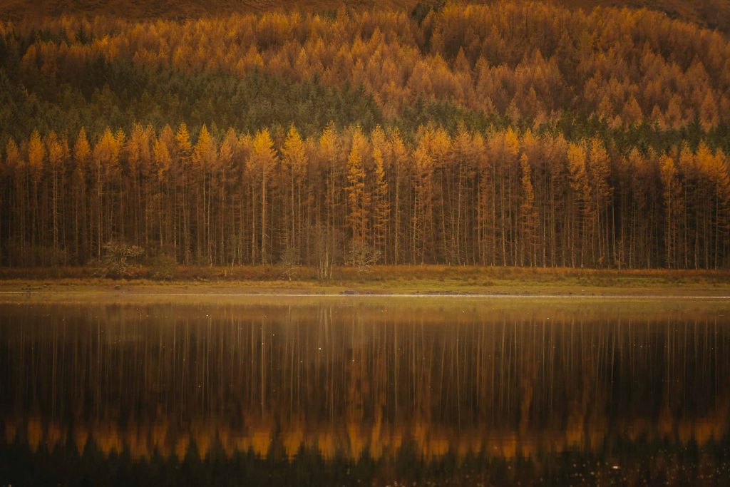 The Scottish Highlands are dramatic, no matter the season. Colours transform throughout the year, but in the autumn, they're especially dramatic with orange Larch trees. In this scene, orange large trees and green pines create multiple layers, reflected in Loch Ness